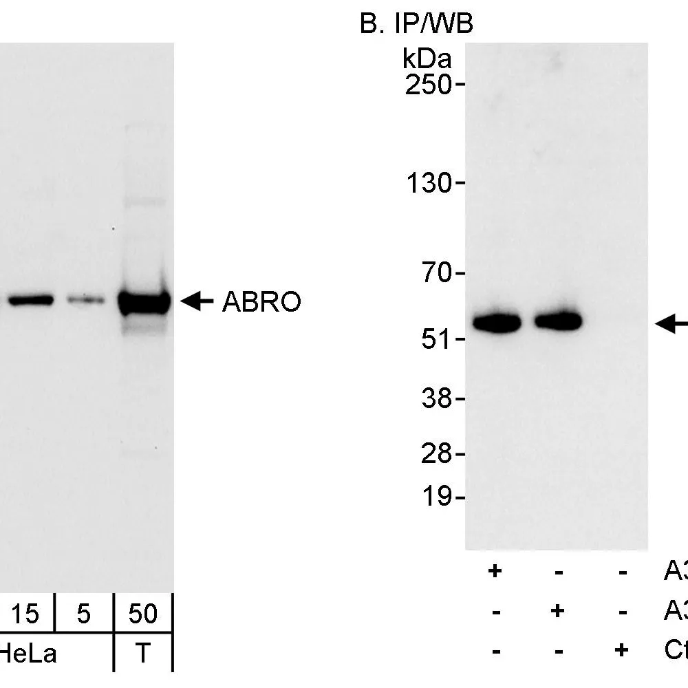 Rabbit anti-ABRO Antibody, Affinity Purified
