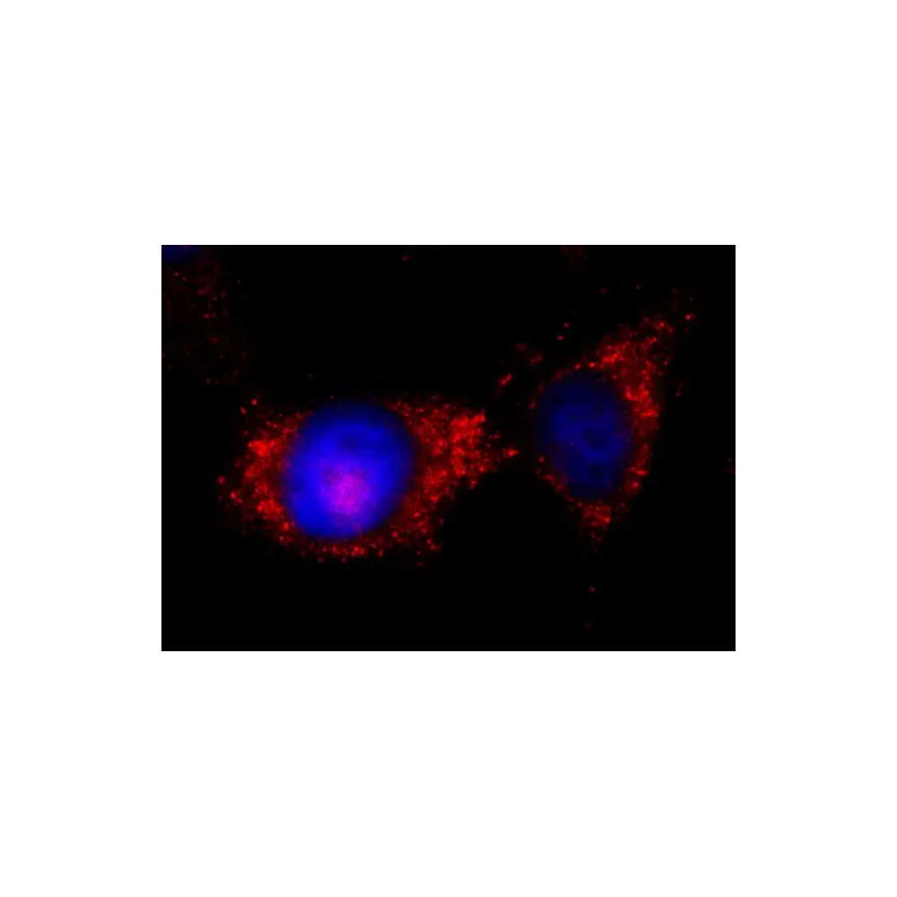 Rabbit anti-ILK Antibody, Affinity Purified