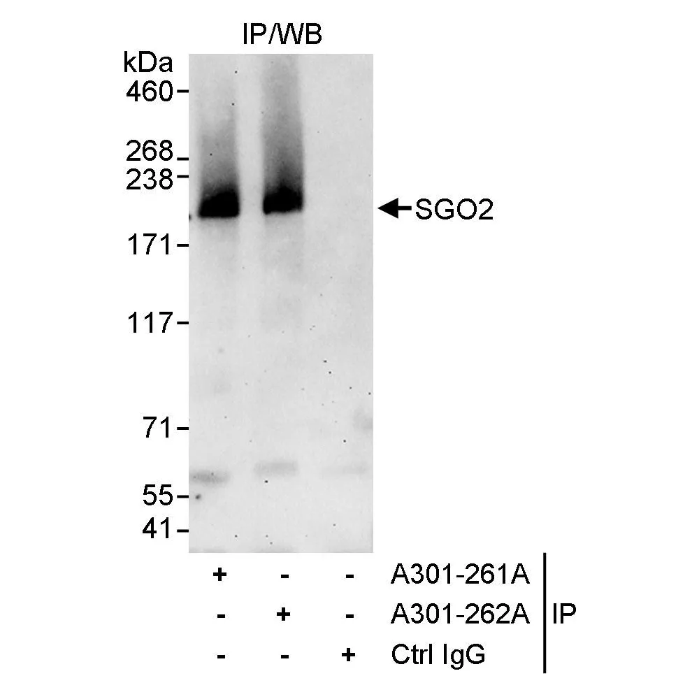 Rabbit anti-SGO2 Antibody, Affinity Purified