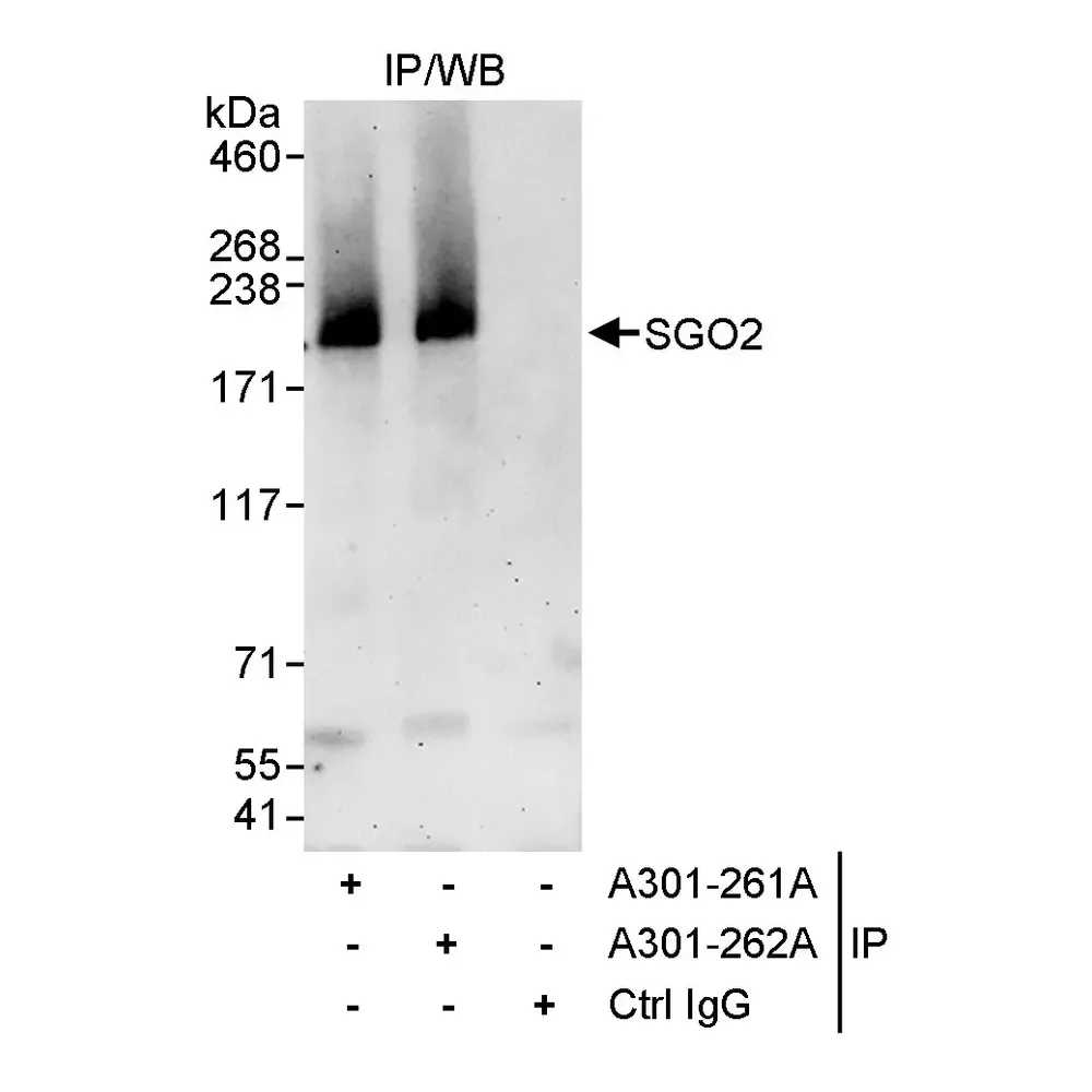 Rabbit anti-SGO2 Antibody, Affinity Purified