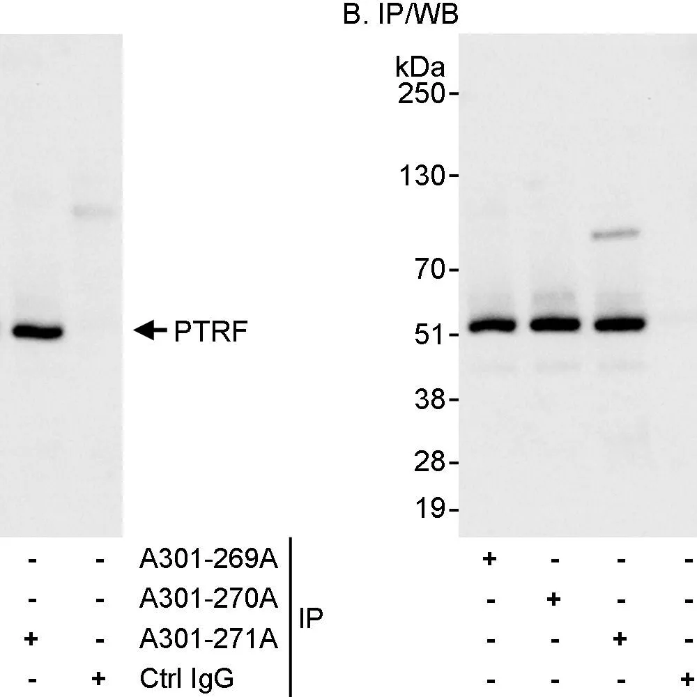Rabbit anti-PTRF Antibody, Affinity Purified