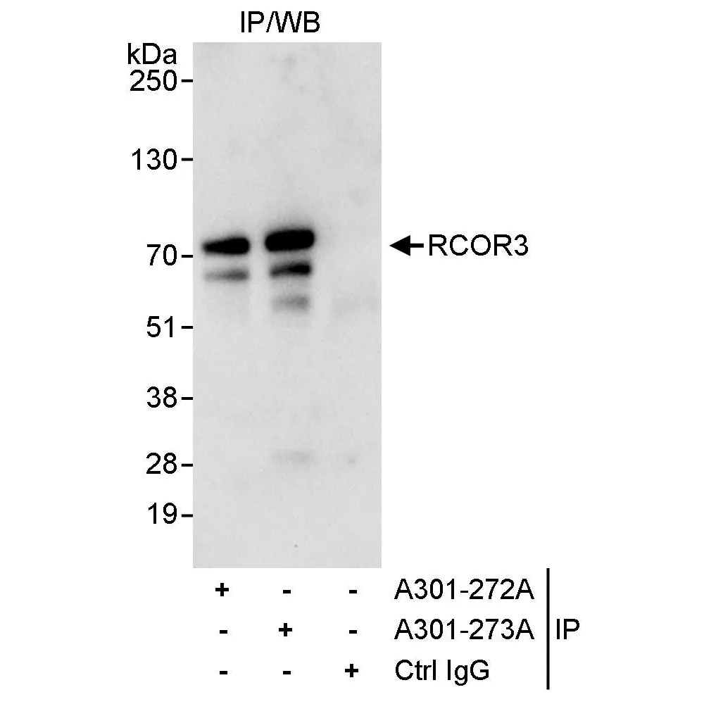 Rabbit anti-RCOR3 Antibody, Affinity Purified
