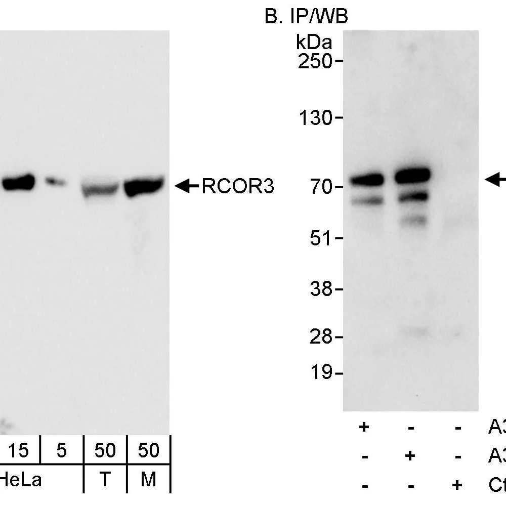 Rabbit anti-RCOR3 Antibody, Affinity Purified