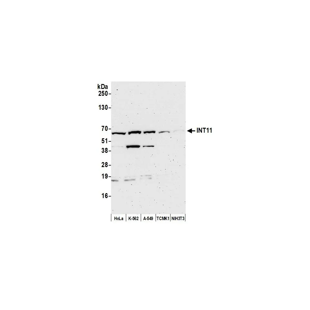 Rabbit anti-INT11 Antibody, Affinity Purified