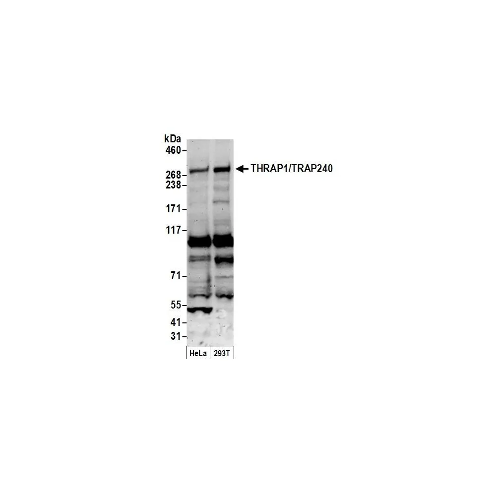 Rabbit anti-THRAP1/TRAP240 Antibody, Affinity Purified