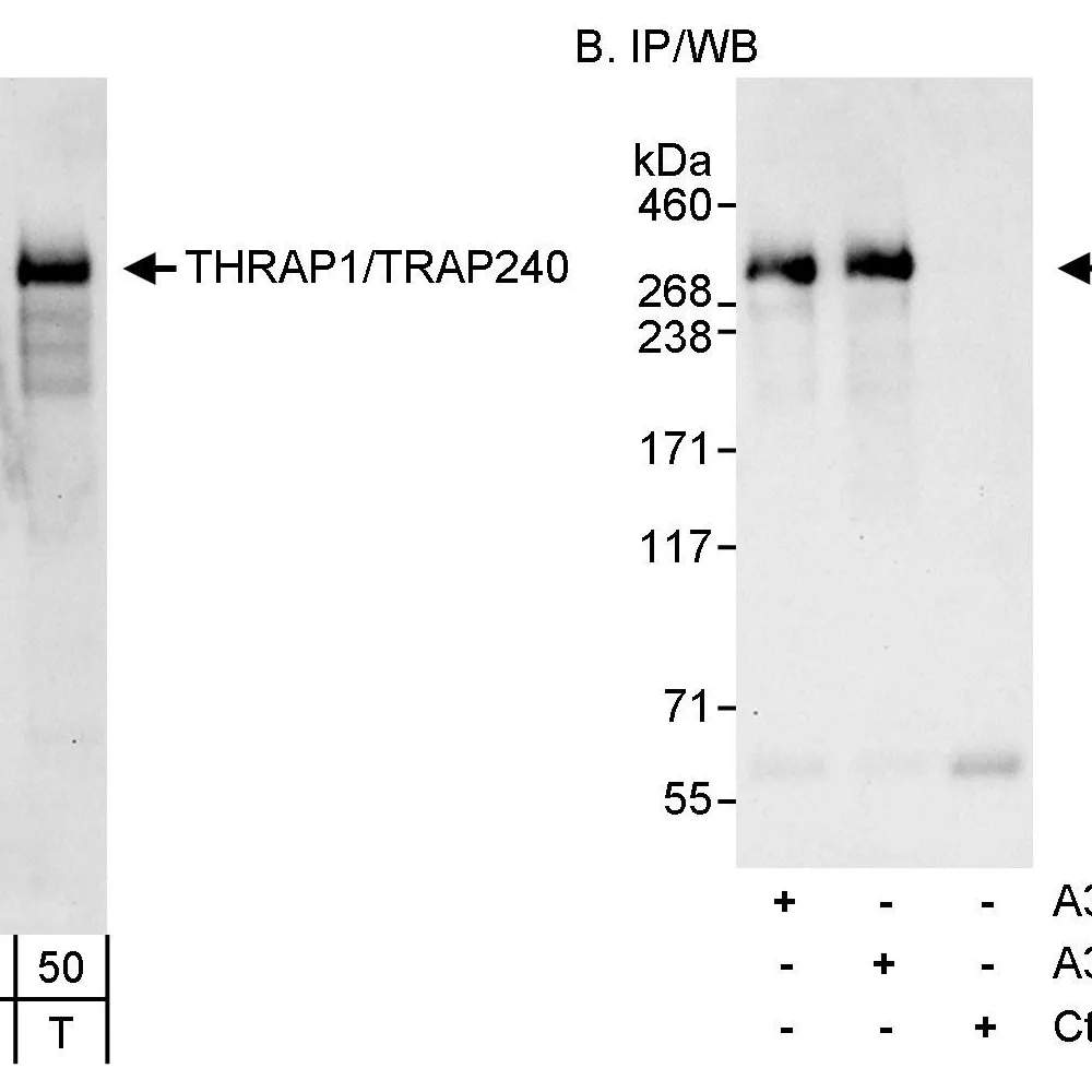 Rabbit anti-THRAP1/TRAP240 Antibody, Affinity Purified