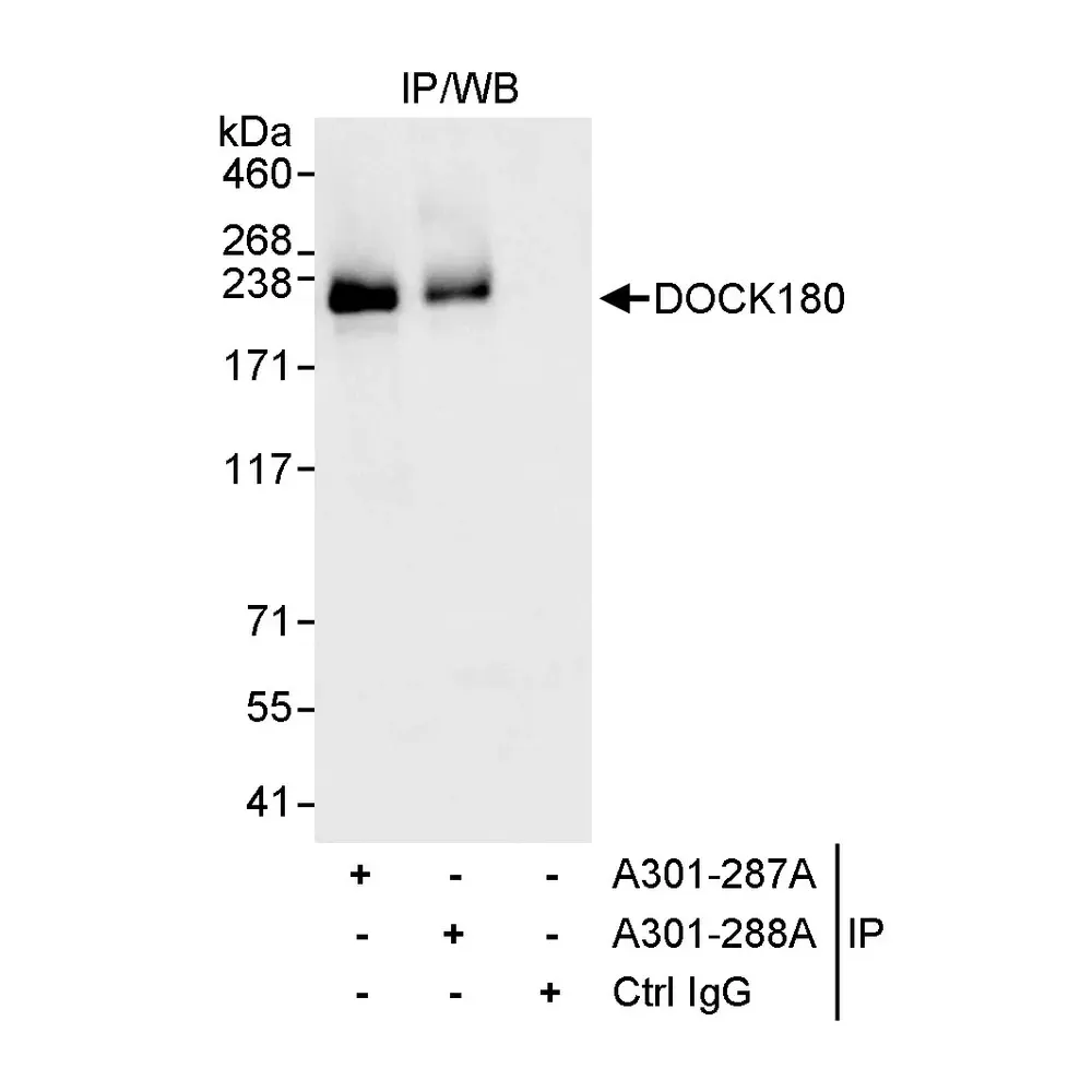 Rabbit anti-DOCK180 Antibody, Affinity Purified