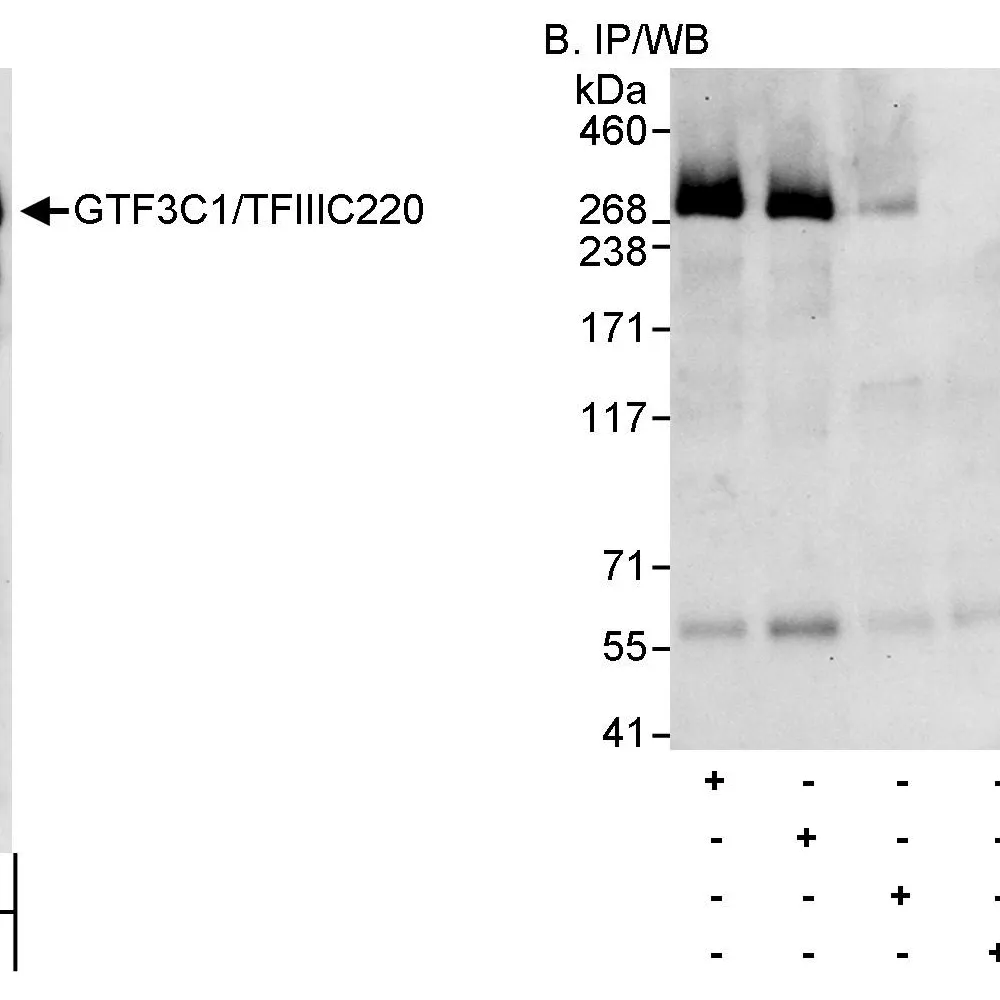 Rabbit anti-GTF3C1/TFIIIC220 Antibody, Affinity Purified