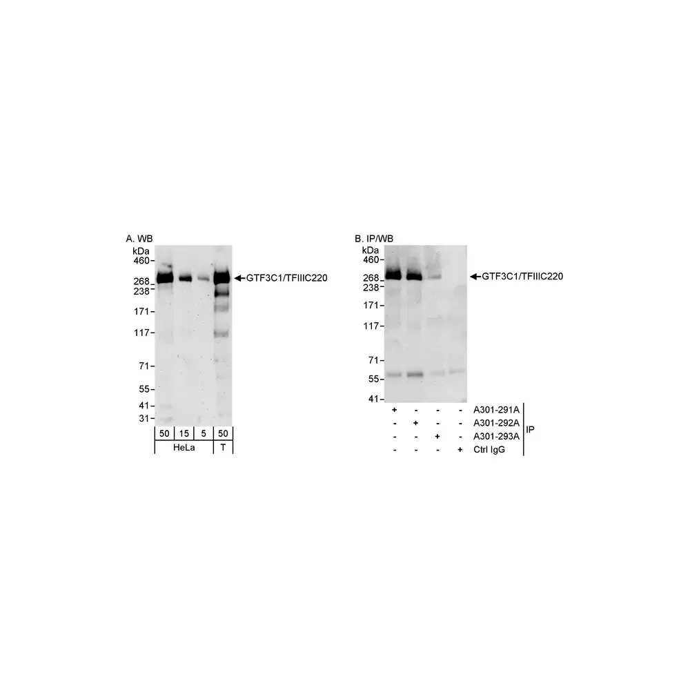 Rabbit anti-GTF3C1/TFIIIC220 Antibody, Affinity Purified