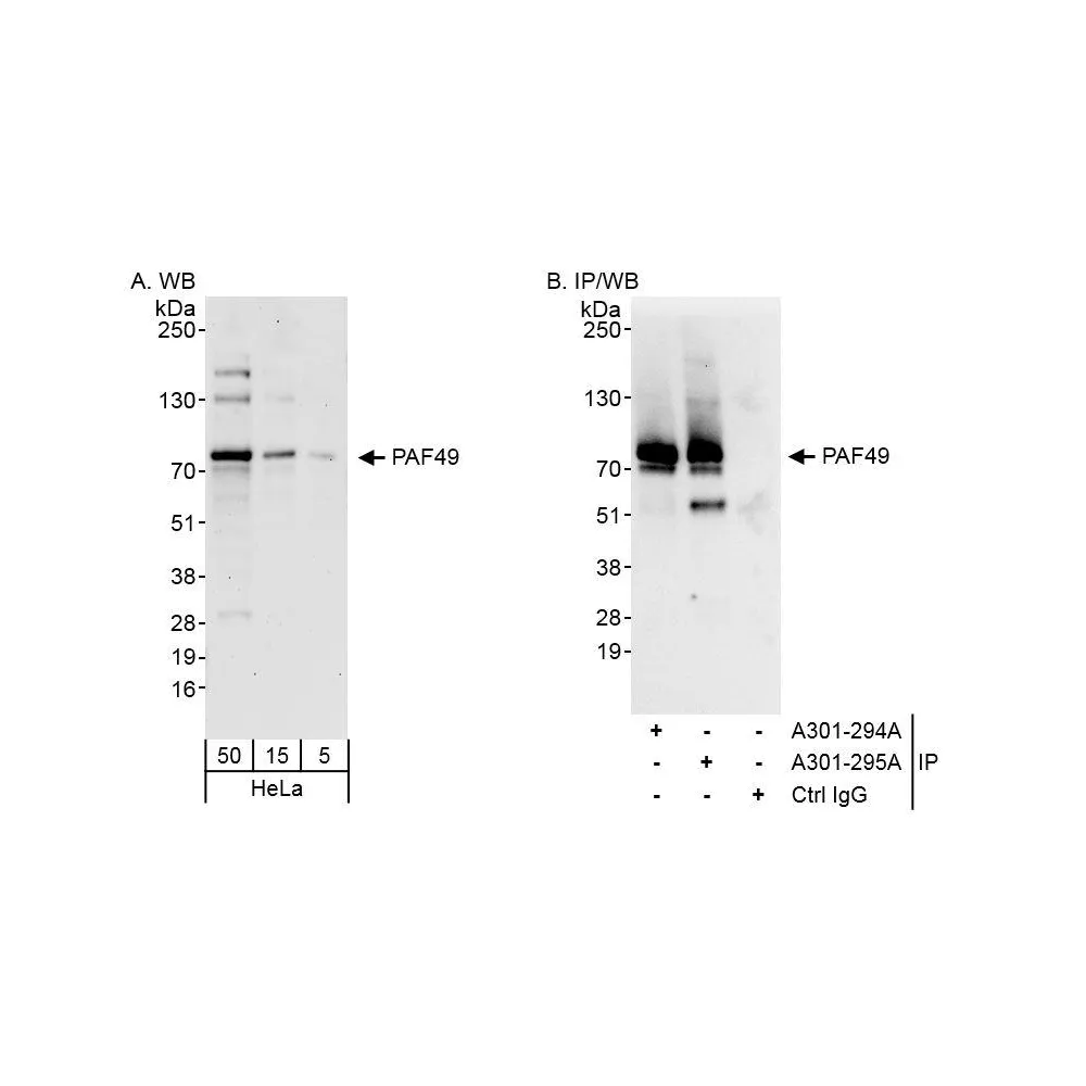 Rabbit anti-PAF49 Antibody, Affinity Purified