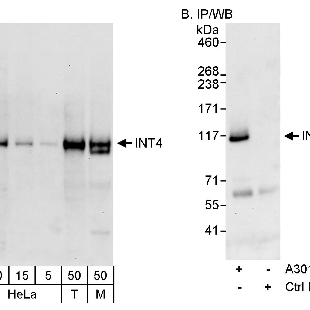 Rabbit anti-INT4 Antibody, Affinity Purified