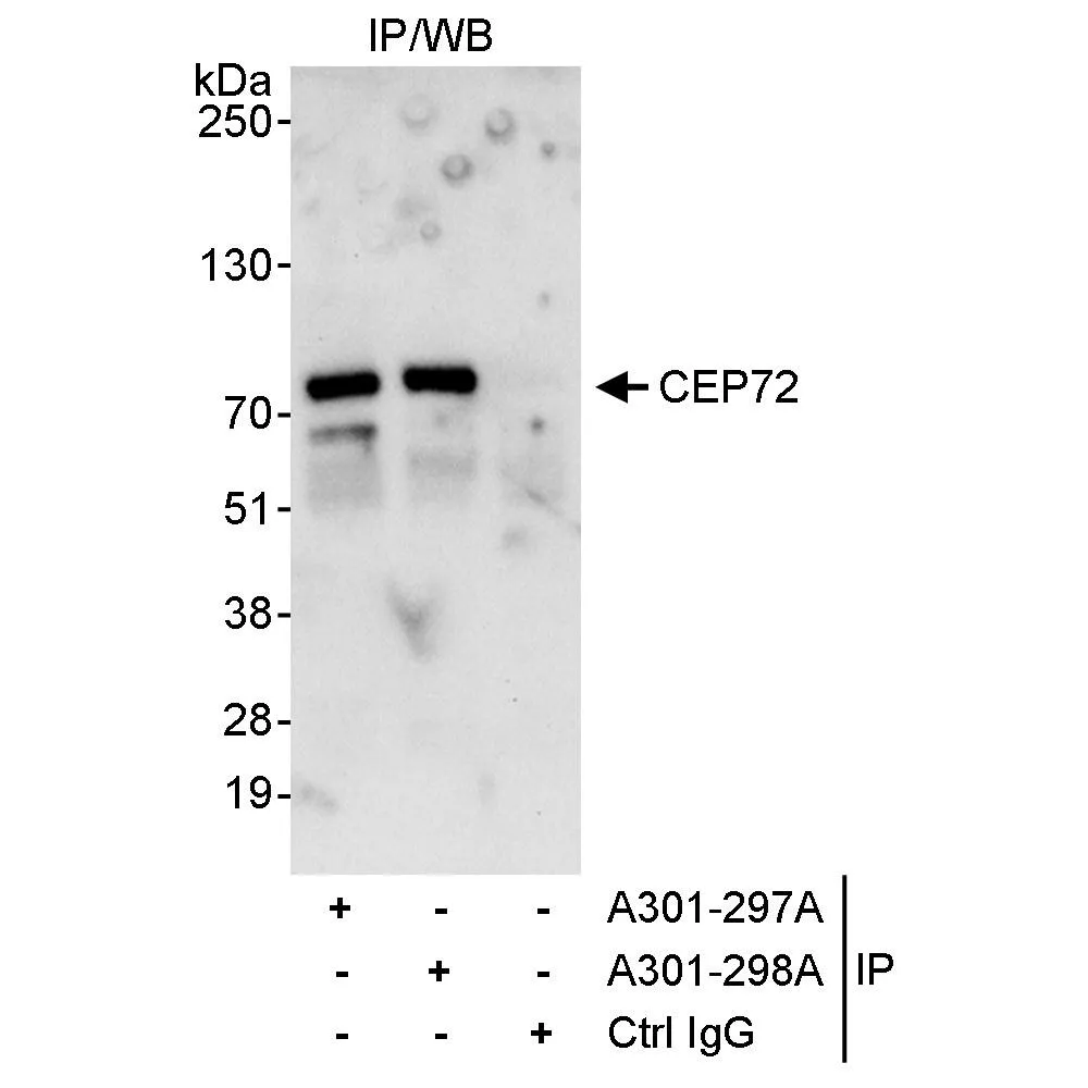 Rabbit anti-CEP72 Antibody, Affinity Purified