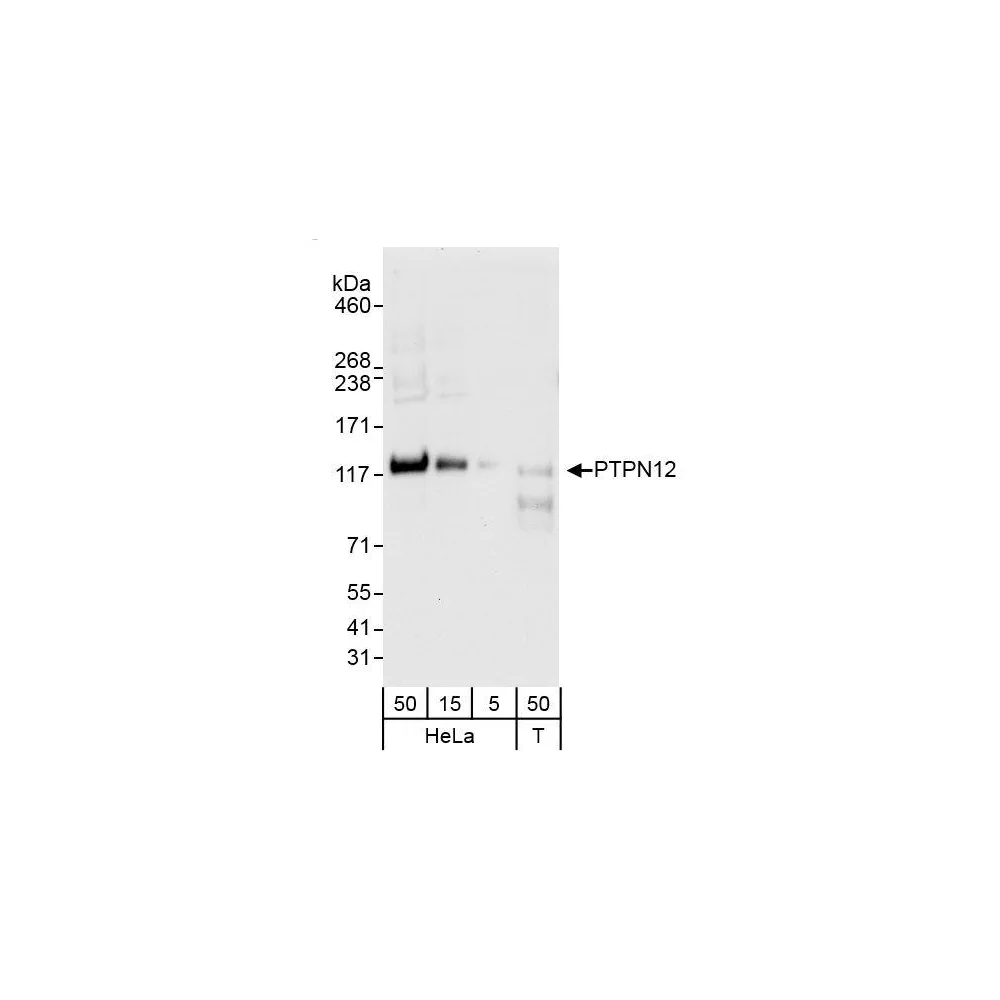 Rabbit anti-PTPN12 Antibody, Affinity Purified