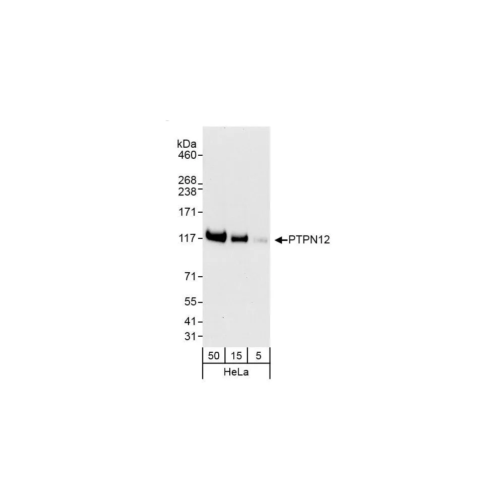 Rabbit anti-PTPN12 Antibody, Affinity Purified