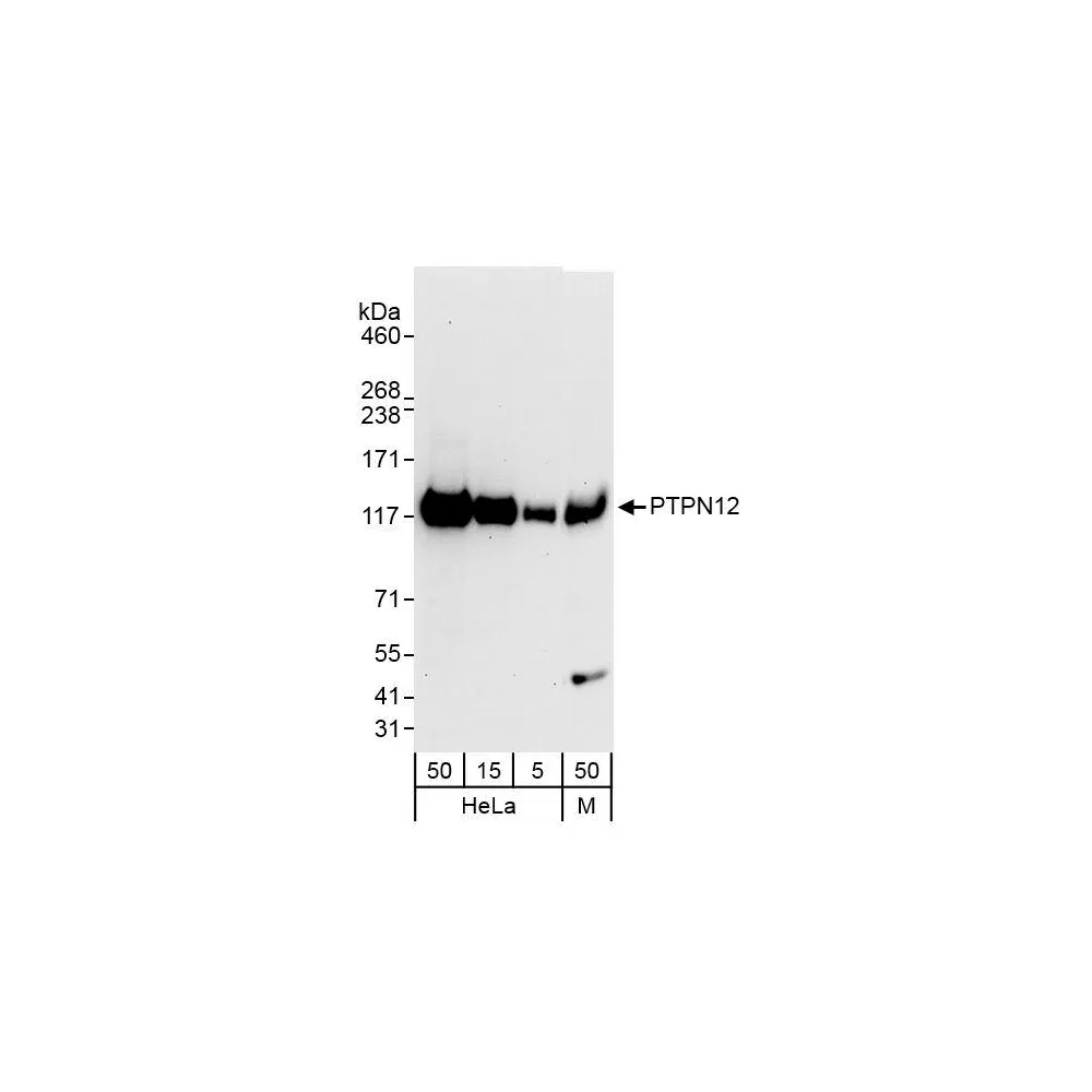Rabbit anti-PTPN12 Antibody, Affinity Purified