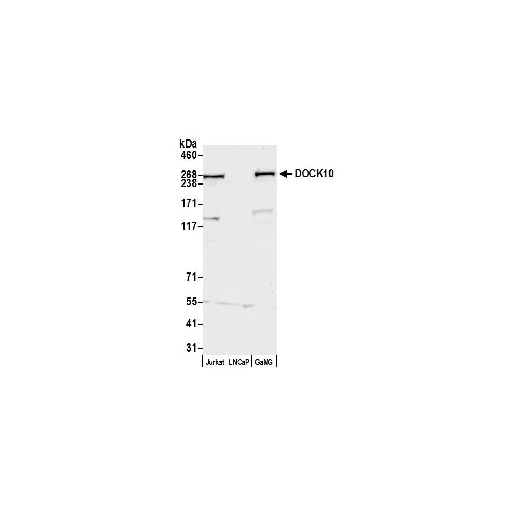 Rabbit anti-DOCK10 Antibody, Affinity Purified
