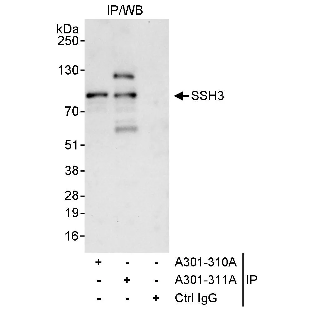 Rabbit anti-SSH3 Antibody, Affinity Purified