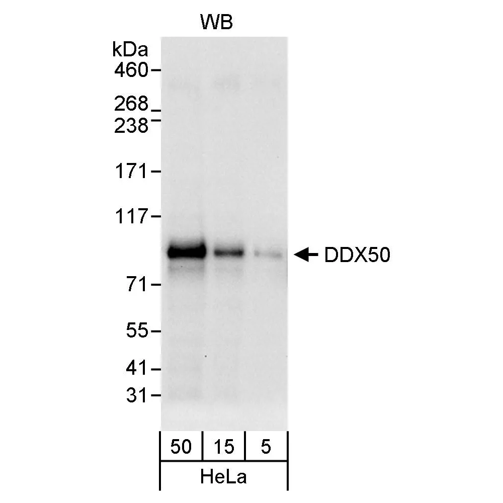 Rabbit anti-DDX50 Antibody, Affinity Purified
