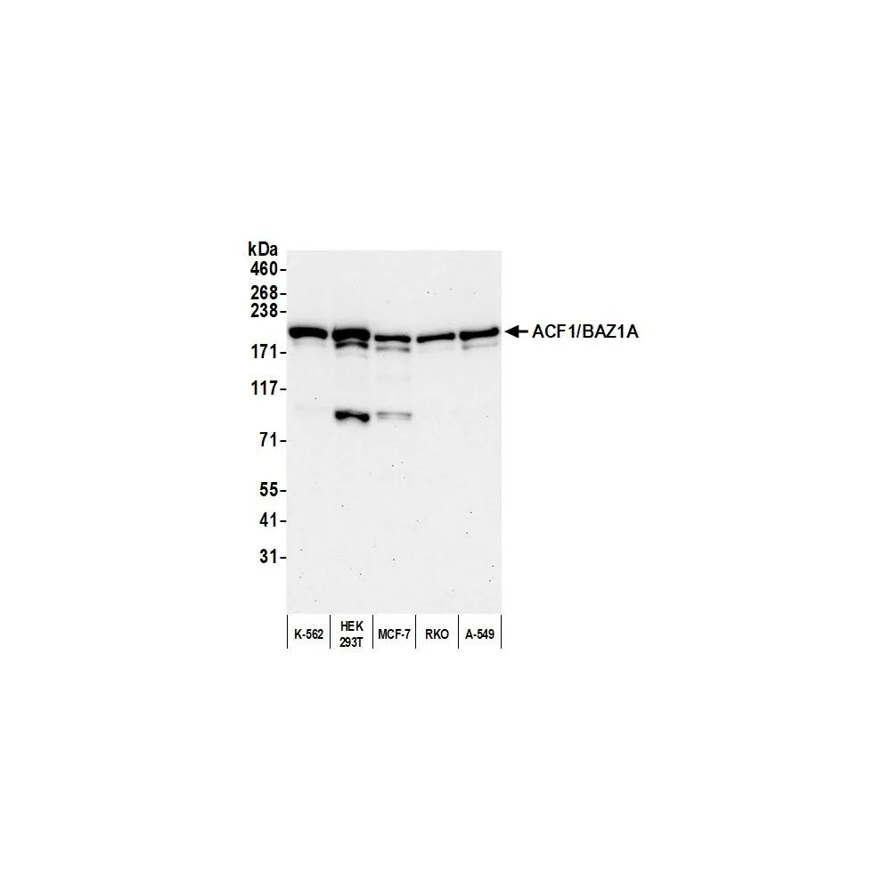 Rabbit anti-ACF1/BAZ1A Antibody, Affinity Purified