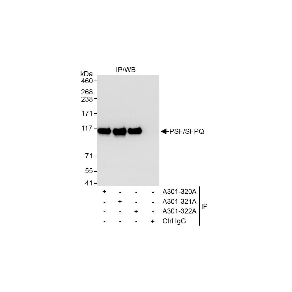 Rabbit anti-PSF/SFPQ Antibody, Affinity Purified