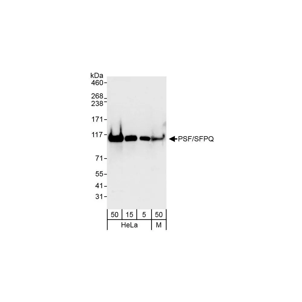 Rabbit anti-PSF/SFPQ Antibody, Affinity Purified