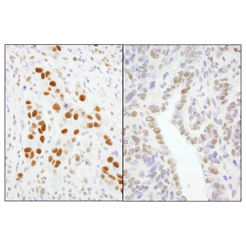 Rabbit anti-GTF2I/TFII-I Antibody, Affinity Purified