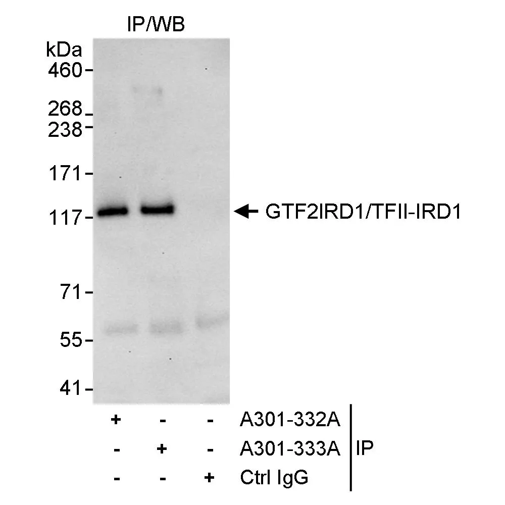 Rabbit anti-GTF2IRD/TFII-IRD1 Antibody, Affinity Purified