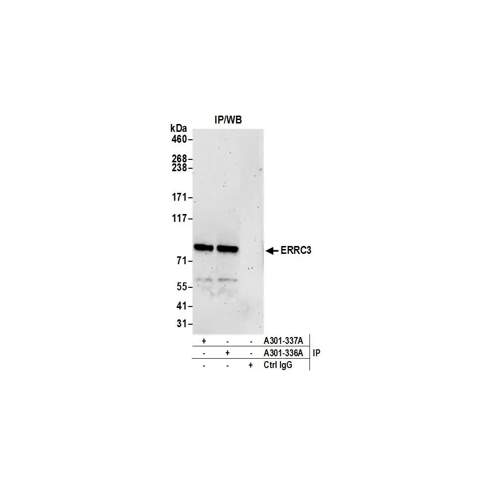 Rabbit anti-ERCC3 Antibody, Affinity Purified