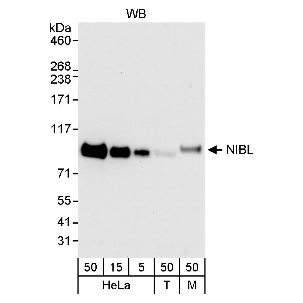Rabbit anti-NIBL Antibody, Affinity Purified