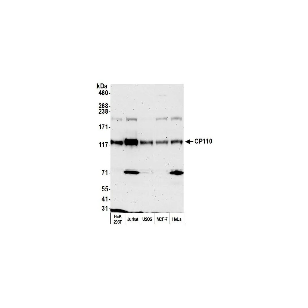 Rabbit anti-CP110 Antibody, Affinity Purified
