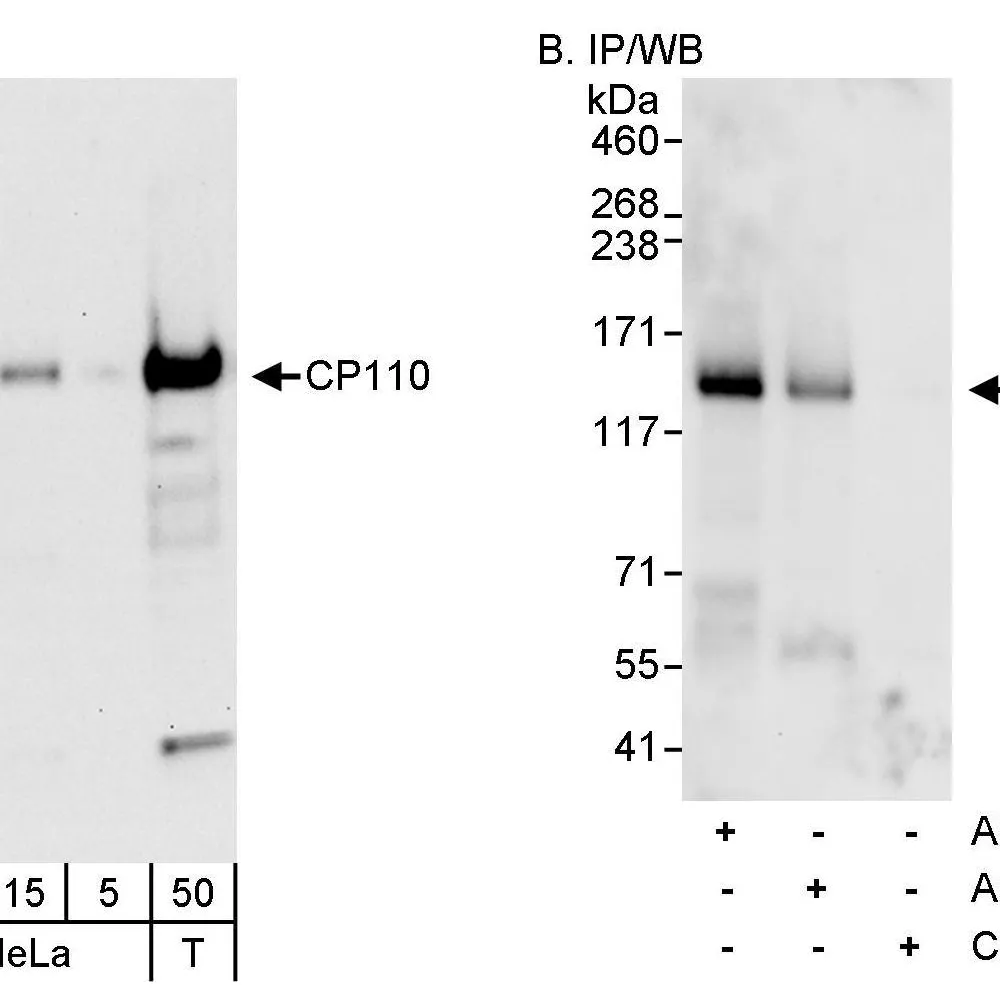 Rabbit anti-CP110 Antibody, Affinity Purified