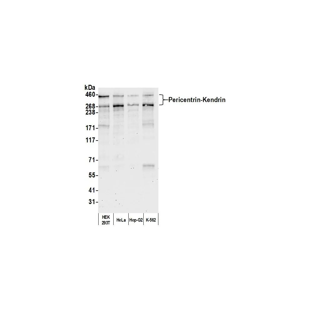 Rabbit anti-Pericentrin/Kendrin Antibody, Affinity Purified