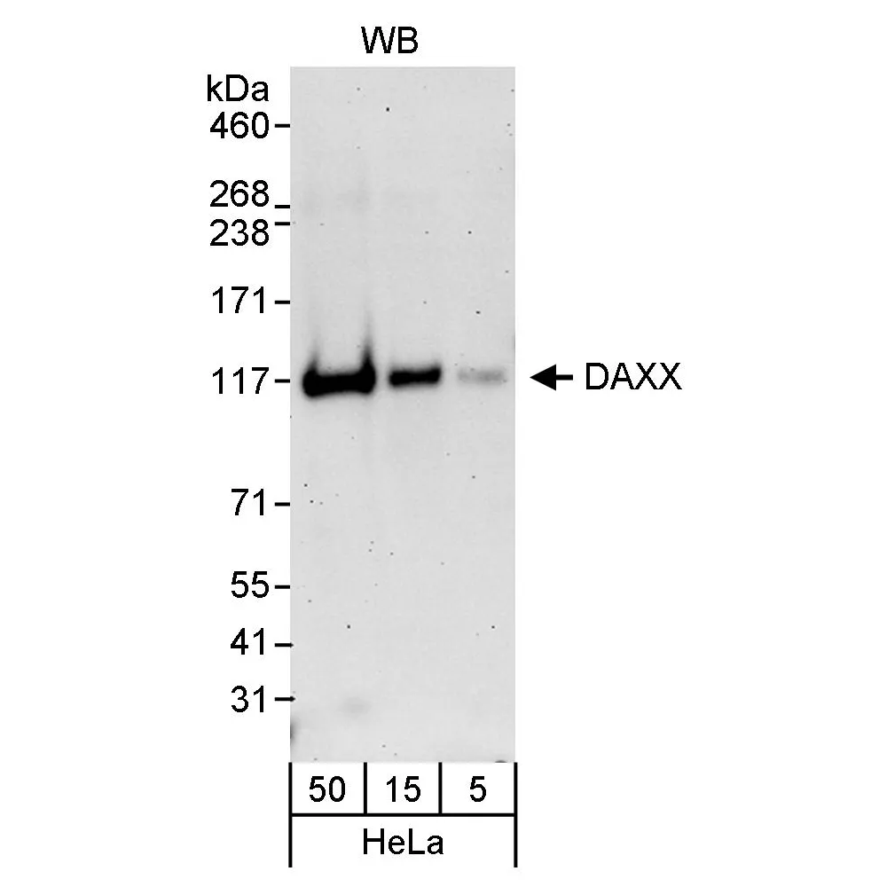 Rabbit anti-DAXX Antibody, Affinity Purified