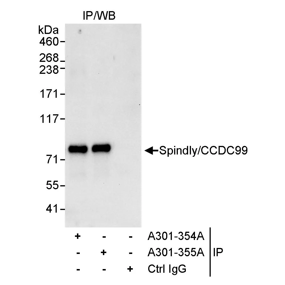 Rabbit anti-SPINDLY/CCDC99 Antibody, Affinity Purified