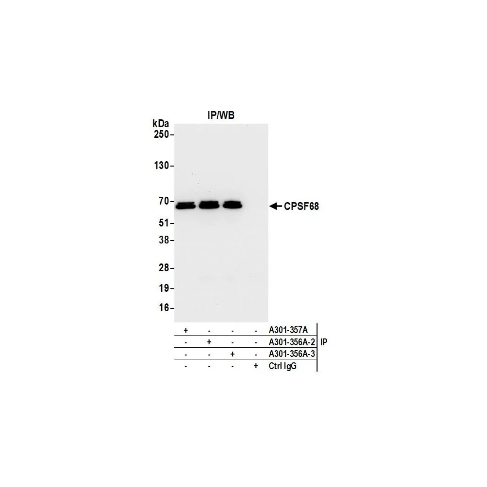 Rabbit anti-CPSF68 Antibody, Affinity Purified
