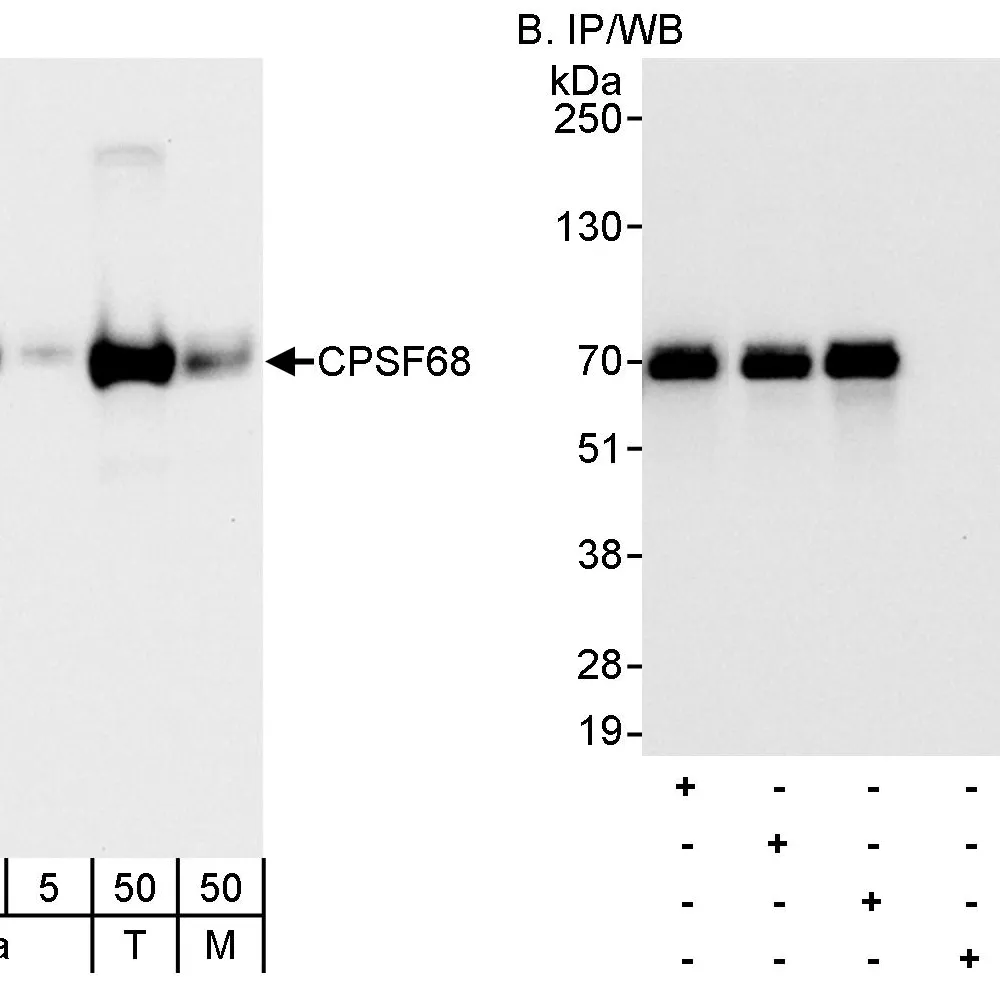 Rabbit anti-CPSF68 Antibody, Affinity Purified