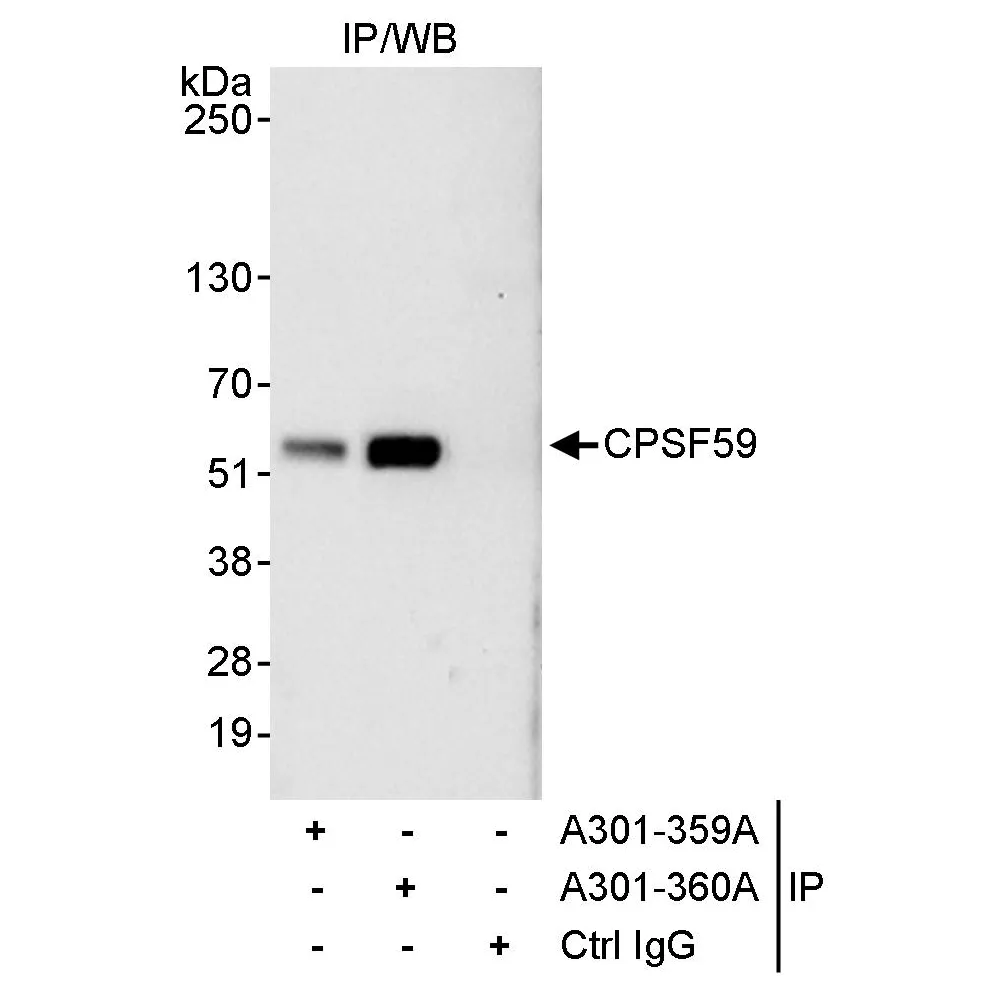 Rabbit anti-CPSF59 Antibody, Affinity Purified