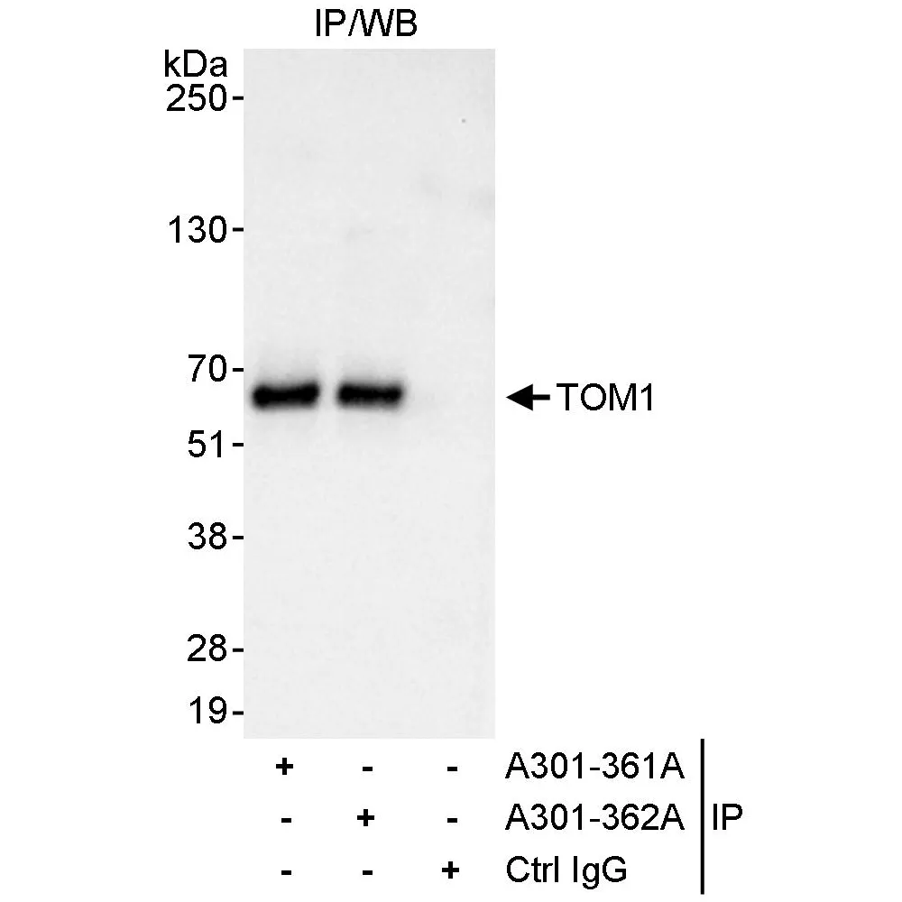 Rabbit anti-TOM1 Antibody, Affinity Purified