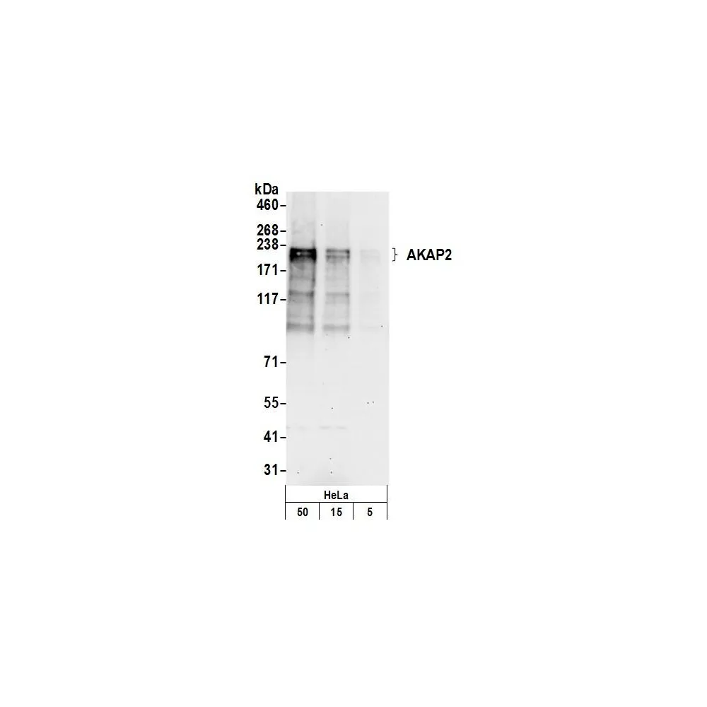 Rabbit anti-AKAP2 Antibody, Affinity Purified