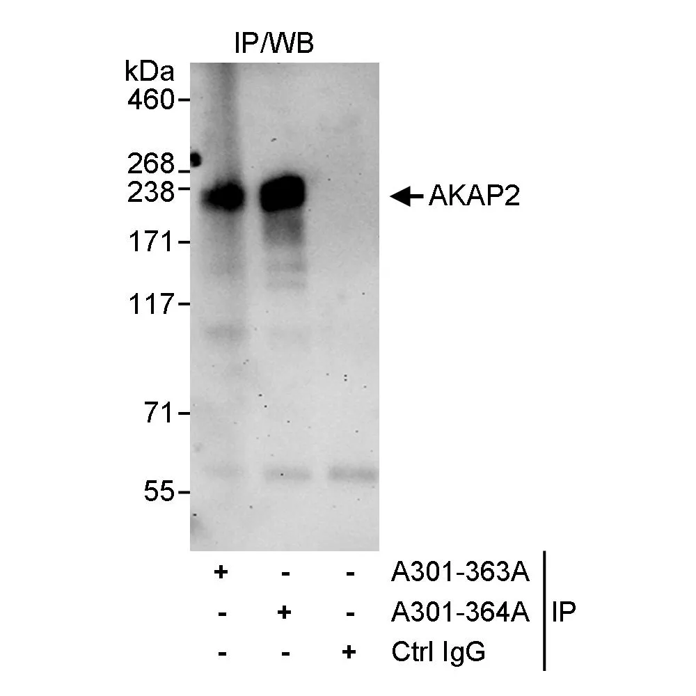 Rabbit anti-AKAP2 Antibody, Affinity Purified
