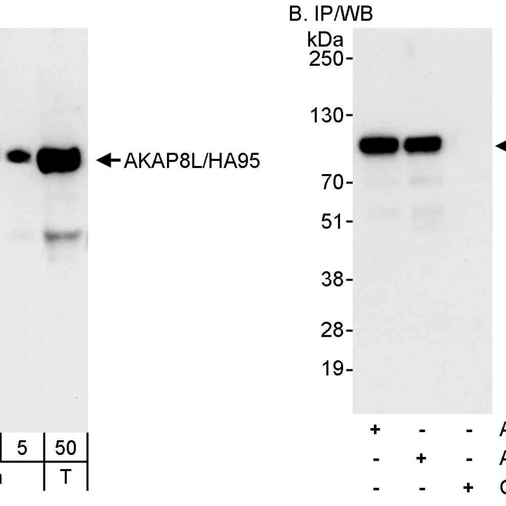 Rabbit anti-AKAP8L/HA95 Antibody, Affinity Purified