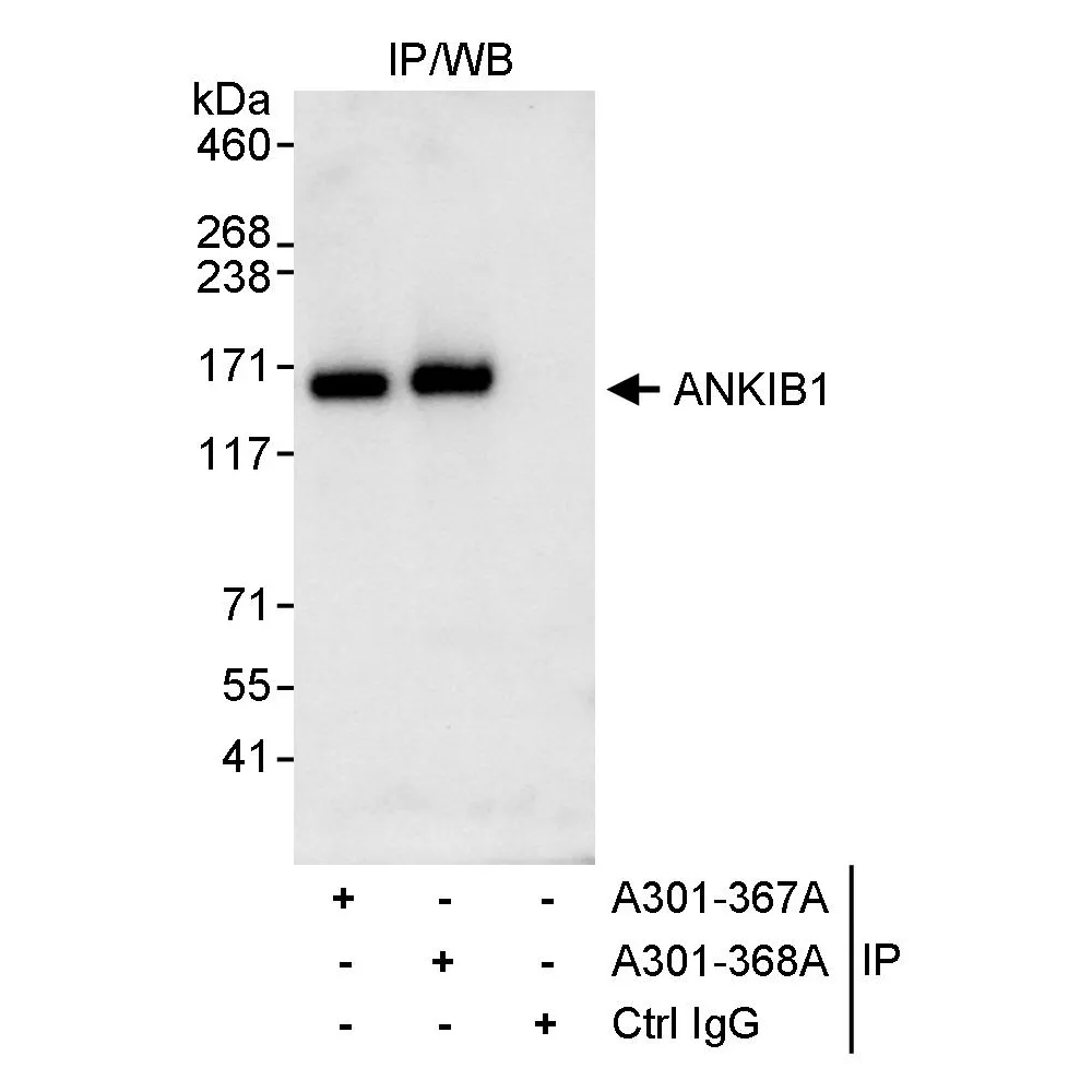 Rabbit anti-ANKIB1 Antibody, Affinity Purified