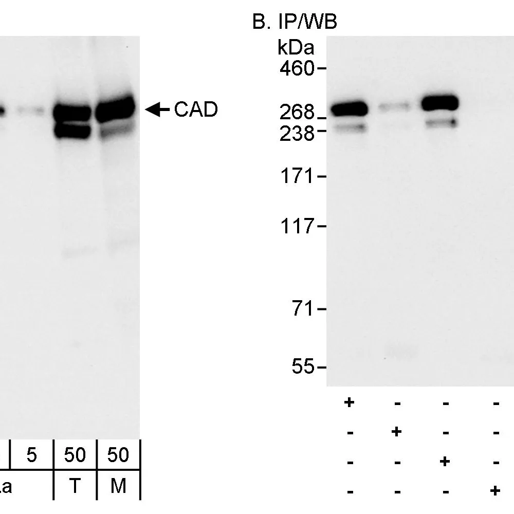 Rabbit anti-CAD Antibody, Affinity Purified