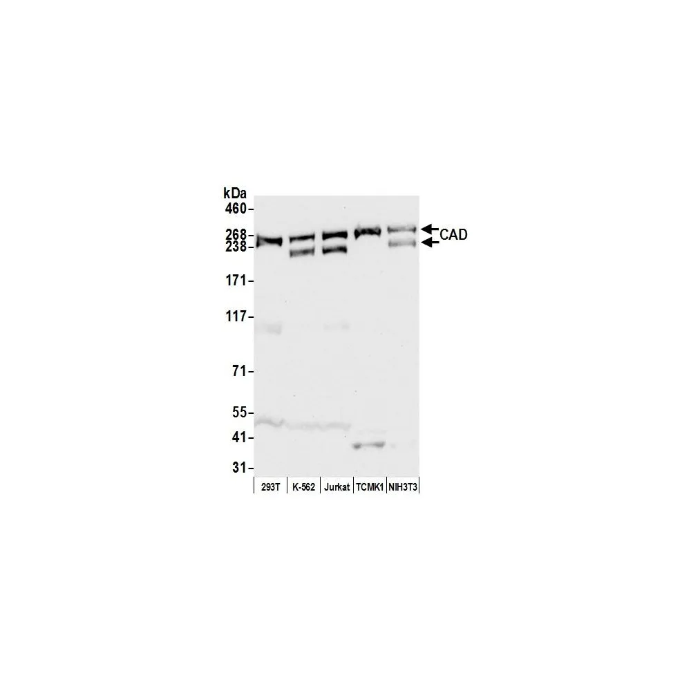Rabbit anti-CAD Antibody, Affinity Purified