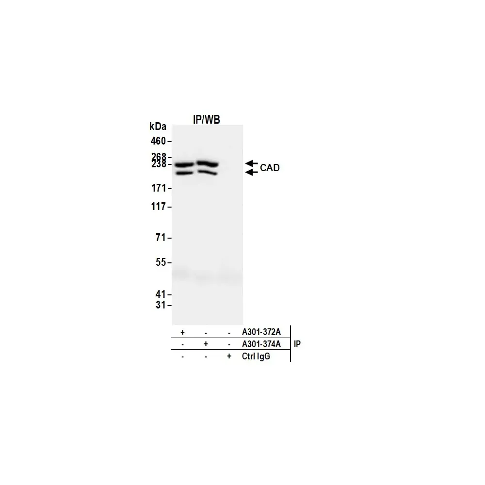 Rabbit anti-CAD Antibody, Affinity Purified