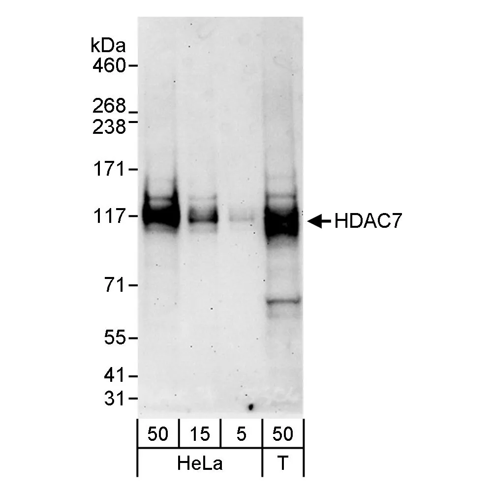 Rabbit anti-HDAC7 Antibody, Affinity Purified