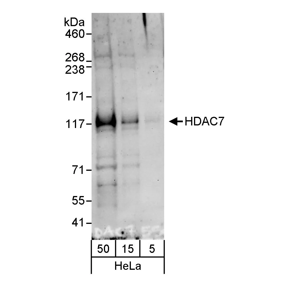 Rabbit anti-HDAC7 Antibody, Affinity Purified