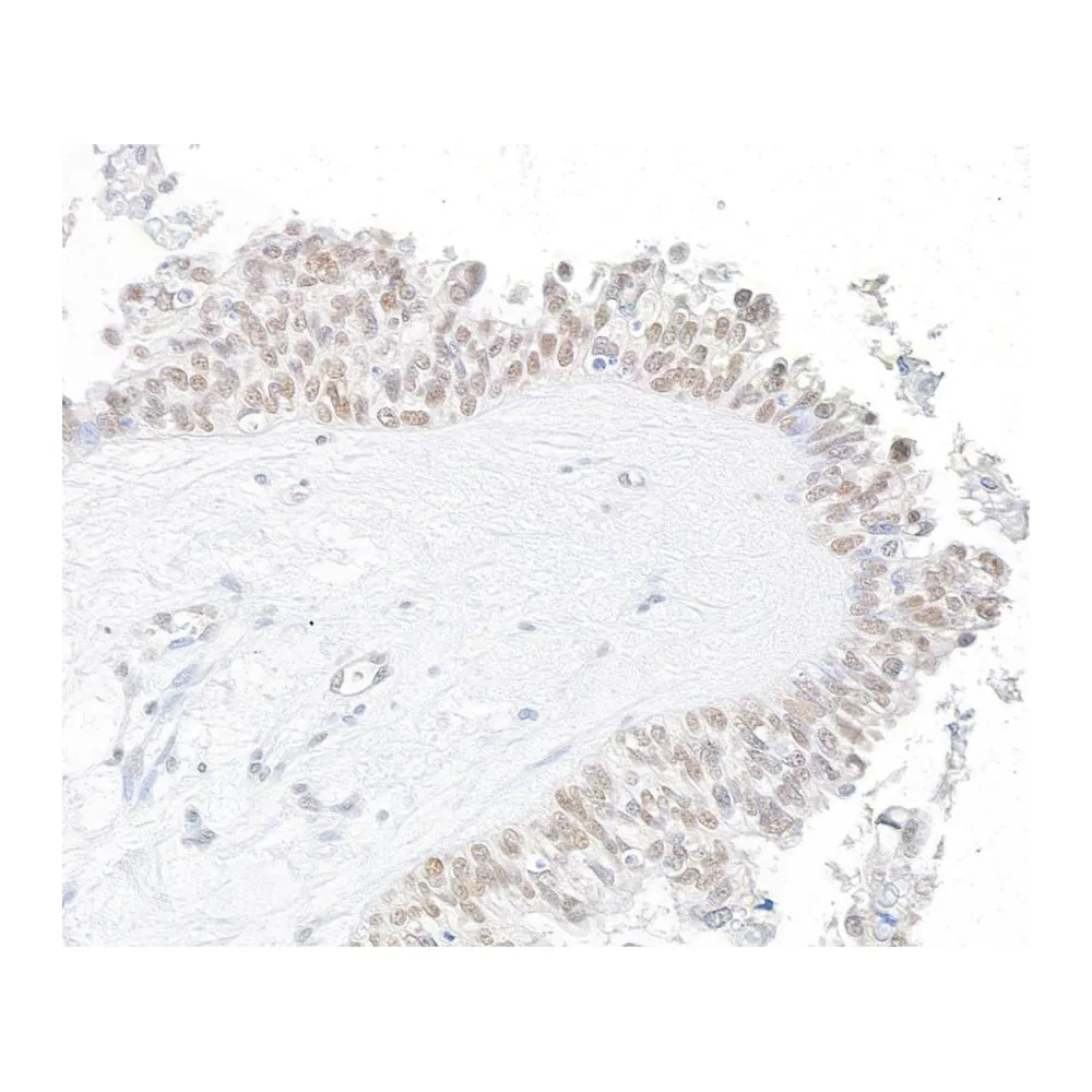 Rabbit anti-WRNIP1 Antibody, Affinity Purified