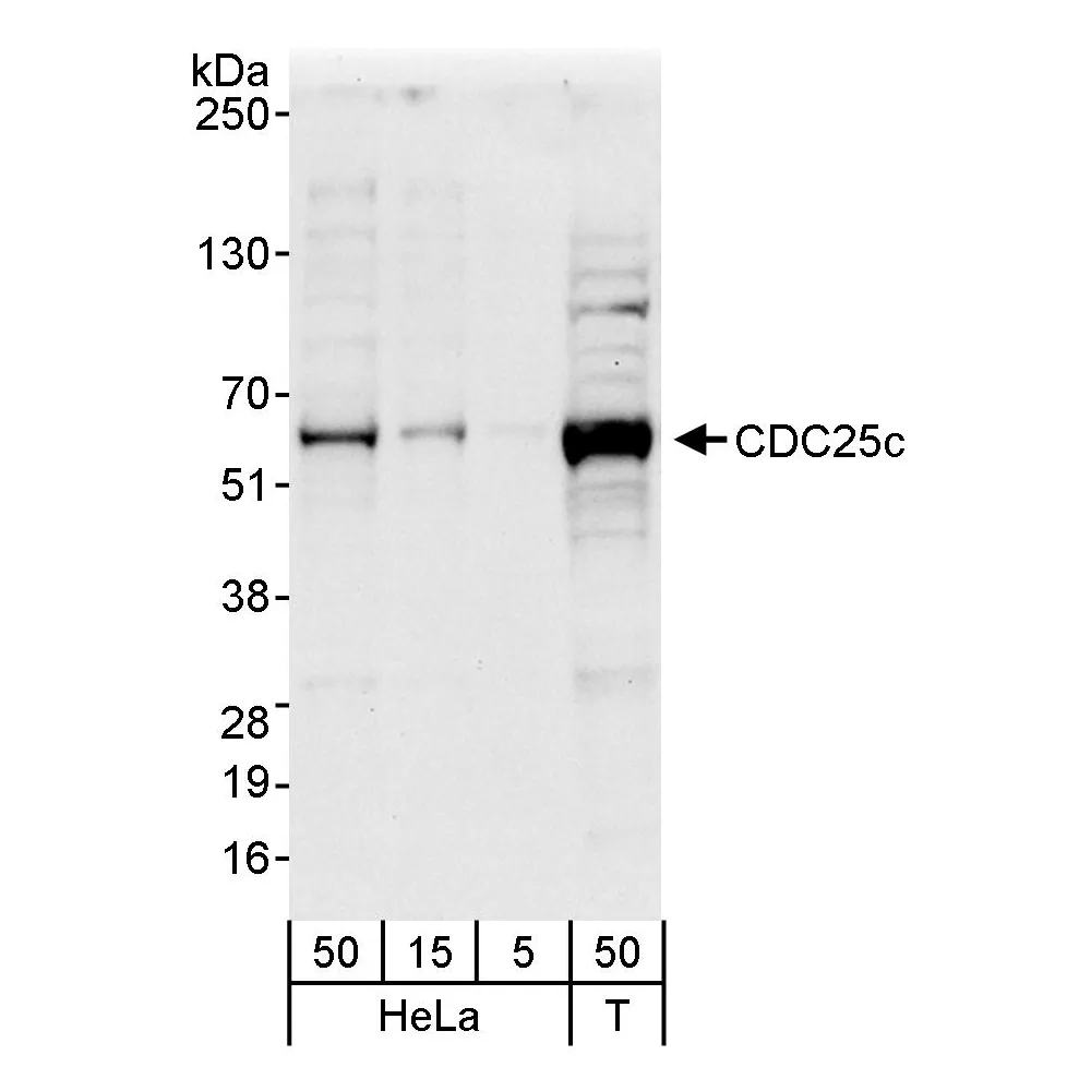 Rabbit anti-CDC25c Antibody, Affinity Purified