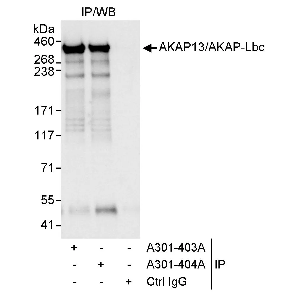 Rabbit anti-AKAP13/AKAP-Lbc Antibody, Affinity Purified